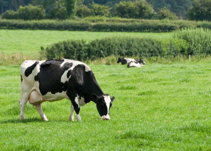 Raw Milk vs Pasteurized Milk: Understanding the Risks Featured Image