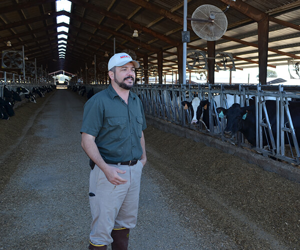 Vet Talk with a Dairy Vet: Cow Comfort Featured Image