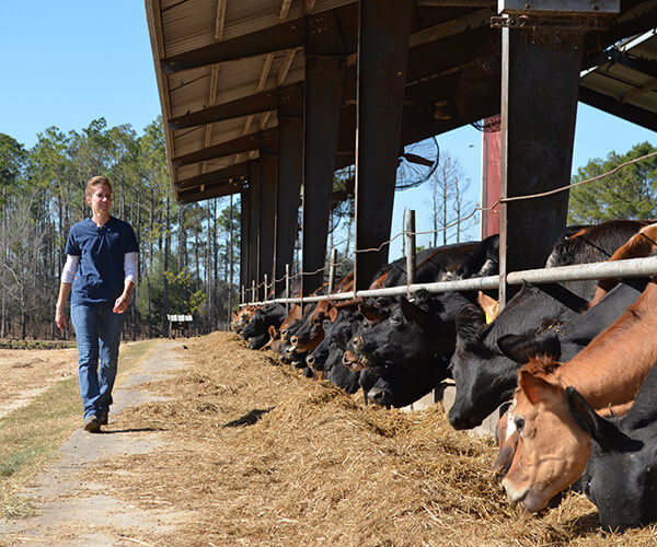 Vet Talk with a Dairy Vet: Antibiotics Featured Image