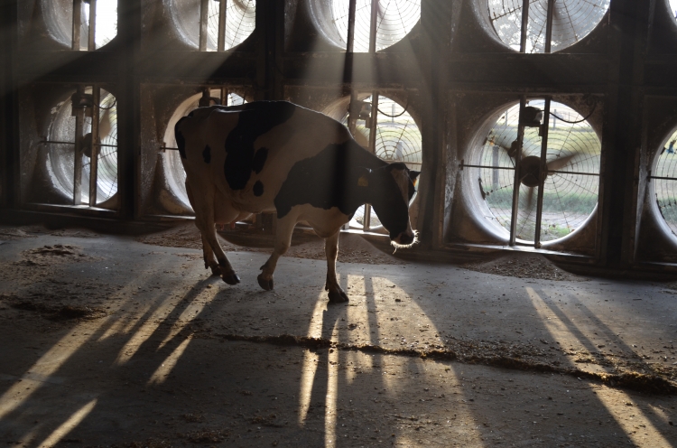 How Florida Dairy Farmers Use Innovation to Beat the Heat Featured Image