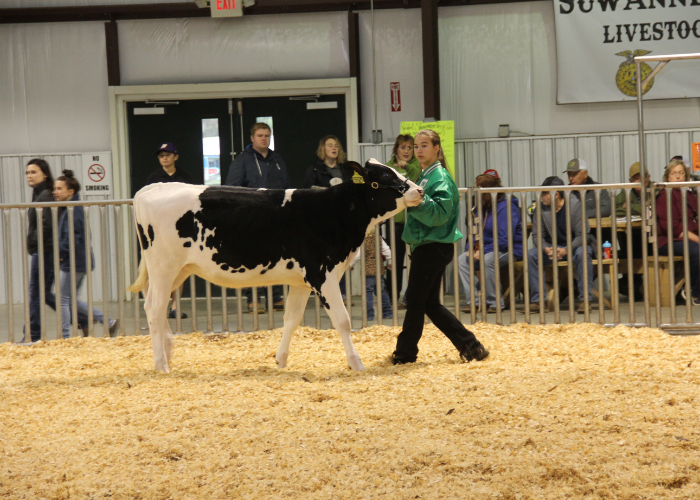 Local Dairy Farmer Gives Back to 4-H Featured Image