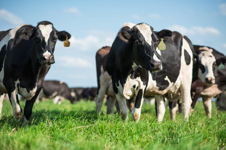 We're In This Together: Dairy Farmers Work Hard to Supply Milk Featured Image